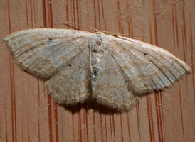 Large Lace Border